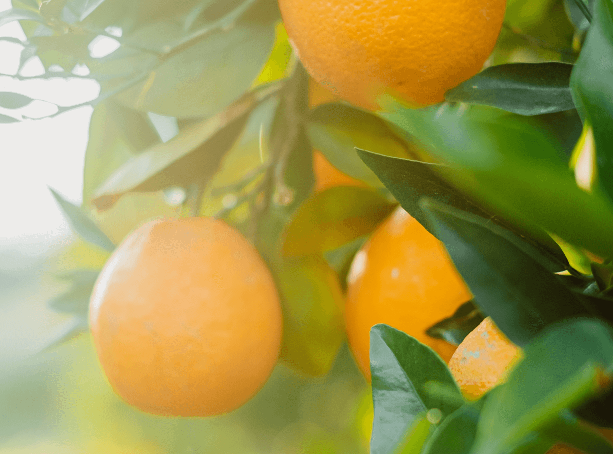 LM Web Solutions - Agrint