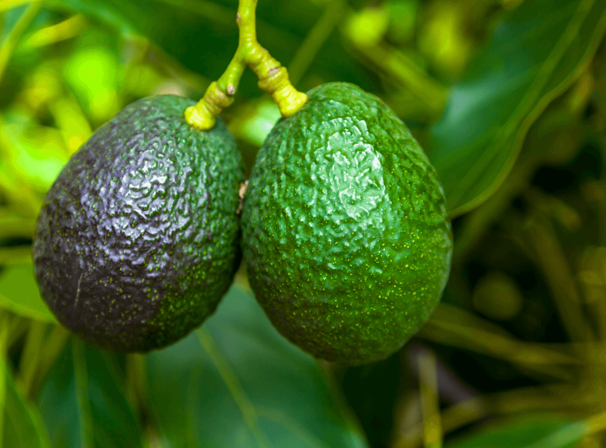 LM Web Solutions - Canacado