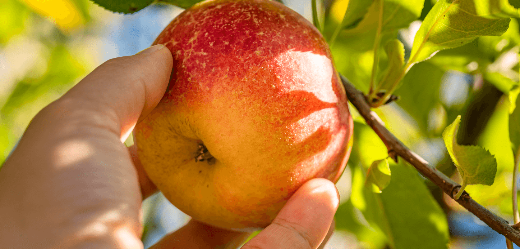 LM Web Solutions - Agrint