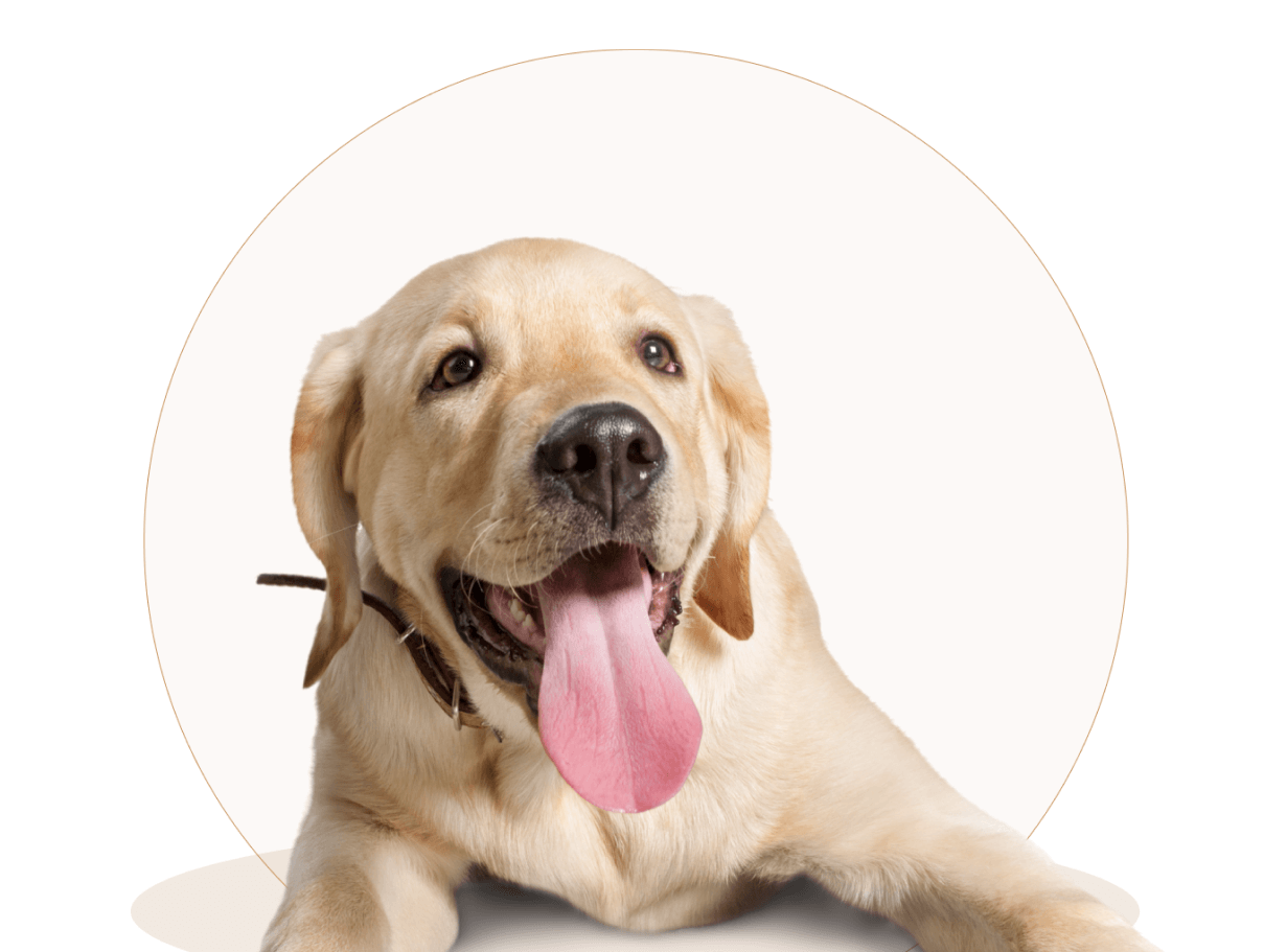 LM Web Solutions - Bfriend