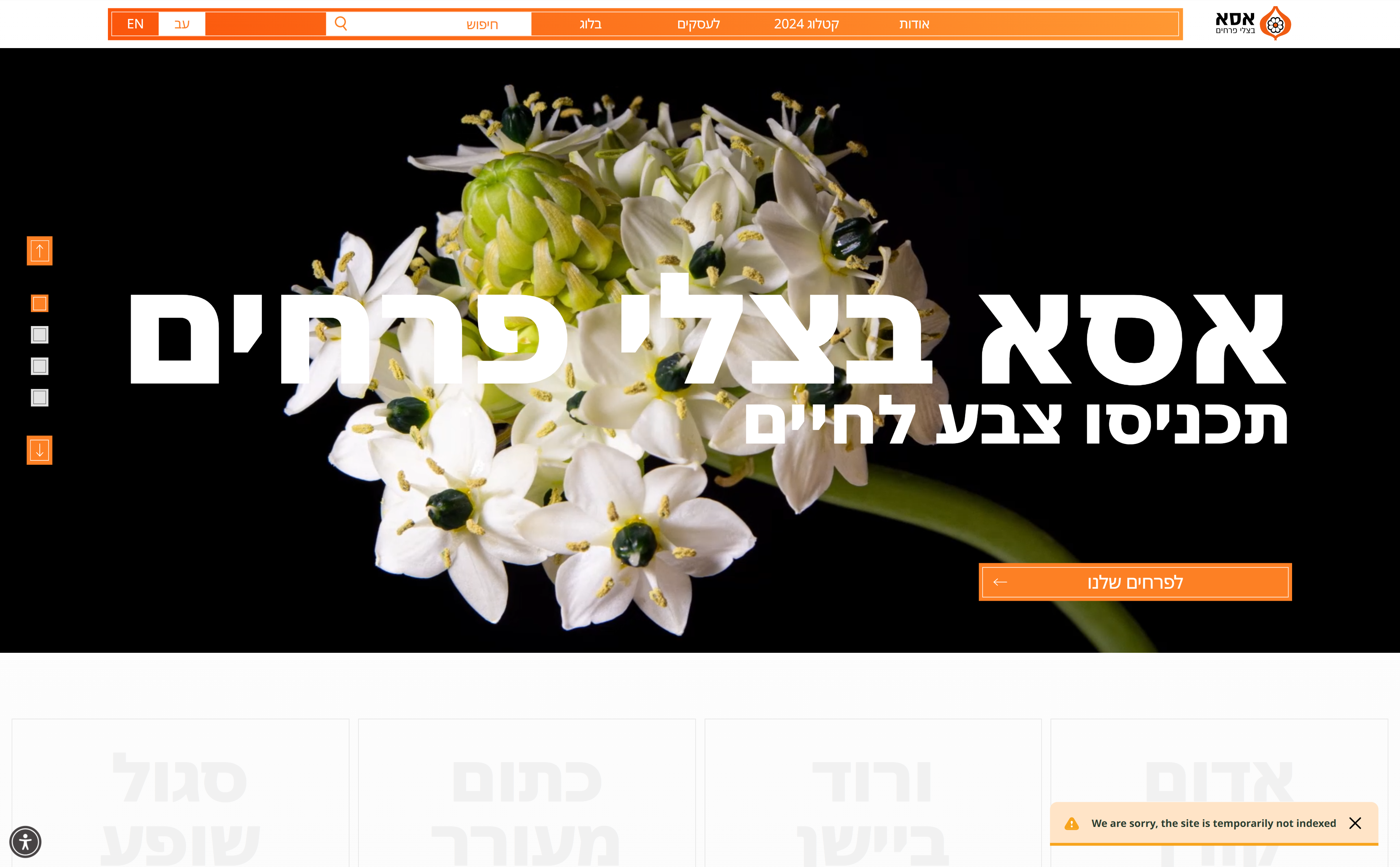 מסך פתיחה של אתר אסא בצלי פרחים עם פרחים לבנים על רקע שחור