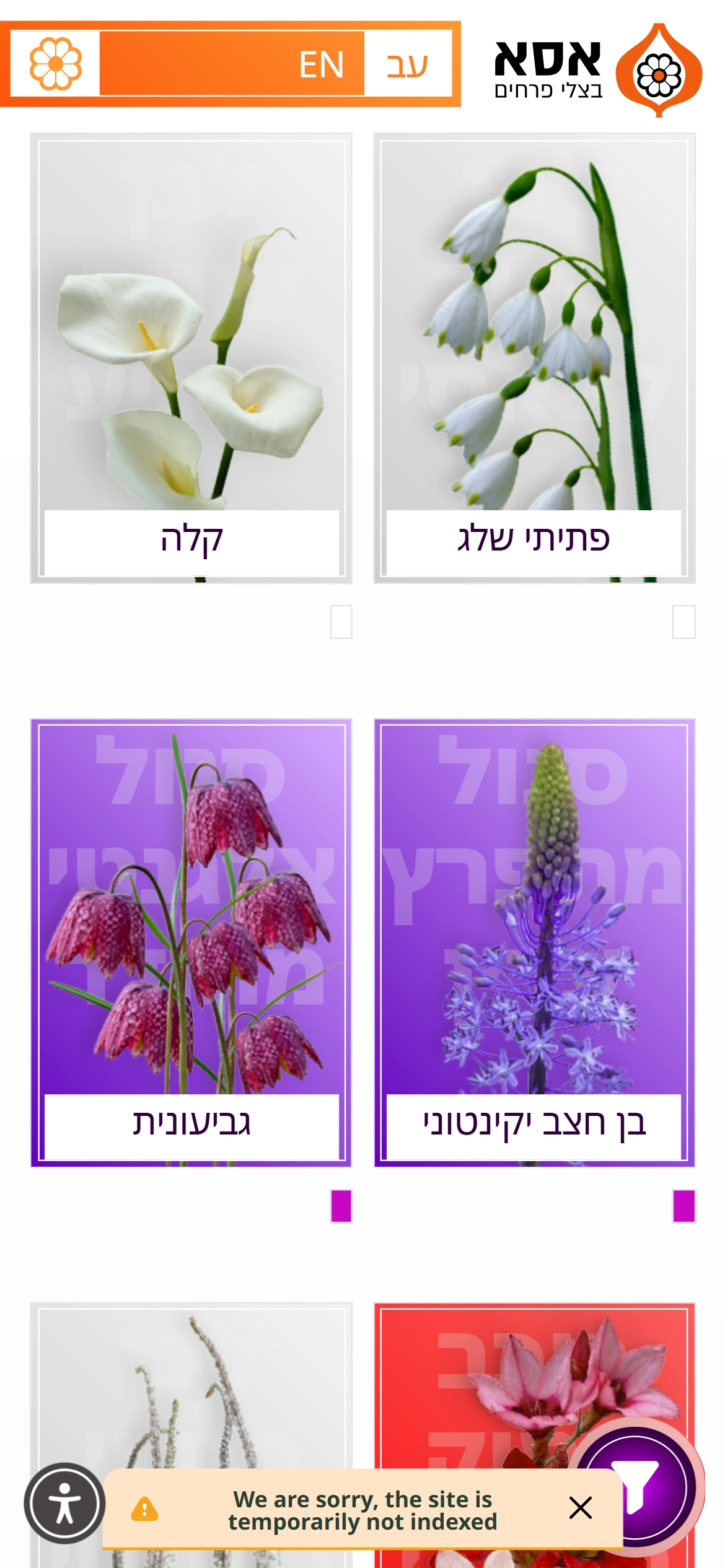 מסך מובייל עם קטלוג זני פרחים: קלה, פתיתי שלג, גביעונית ועוד
