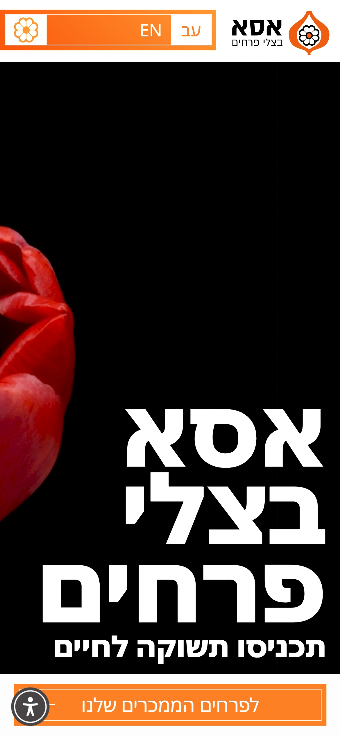 מסך מובייל של אתר אסא בצלי פרחים עם פרח צבעוני אדום על רקע שחור